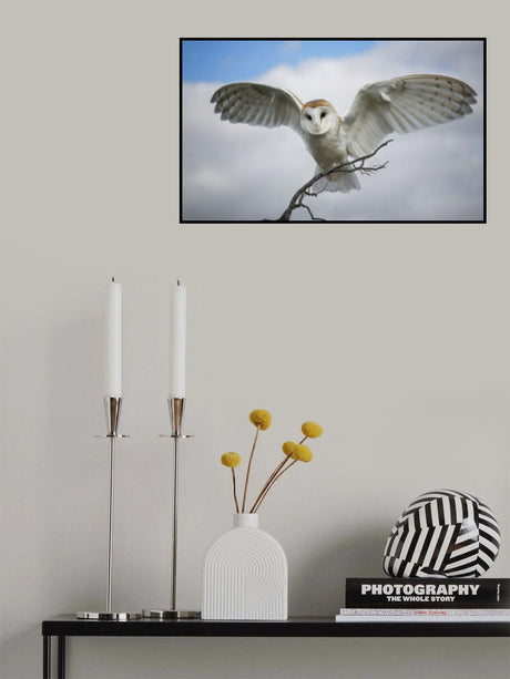 Snowy Owl Poster och Canvastavla