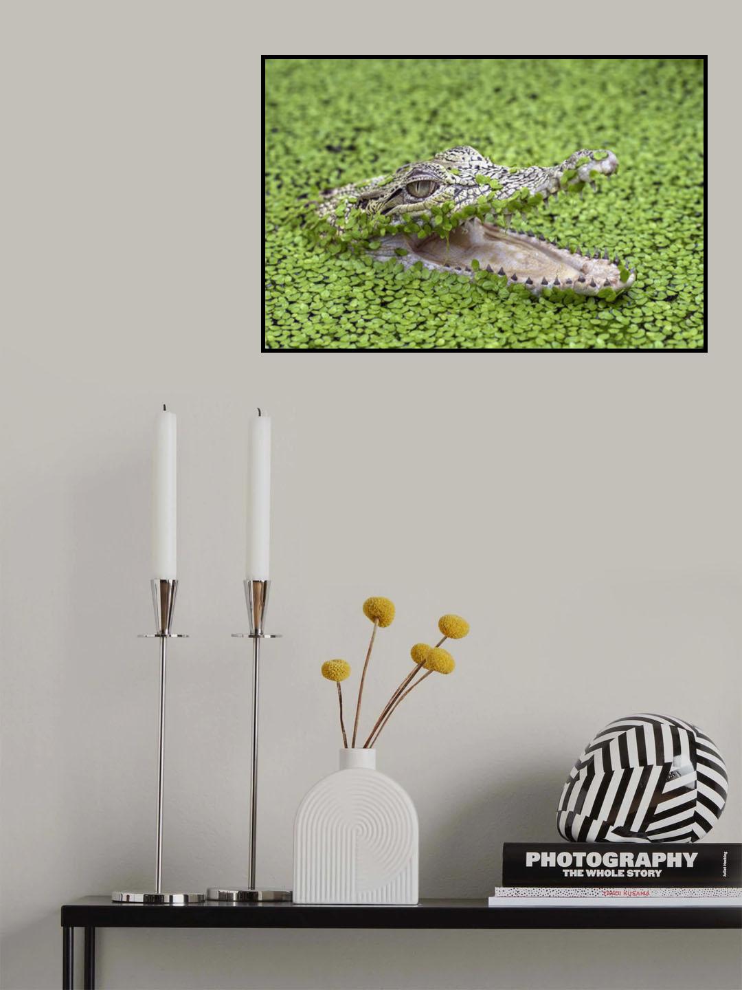 salt water crocodile Poster och Canvastavla