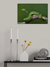 Trimeresurus albolabris Poster och Canvastavla