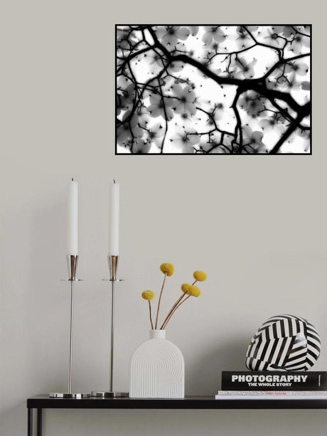 Dogwood Poster och Canvastavla