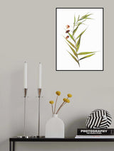 Herbarium 04 Poster och Canvastavla