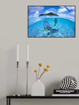 Surgeon Fish Trio Poster och Canvastavla