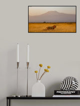 Male lion and Mt Kilimanjaro Poster och Canvastavla