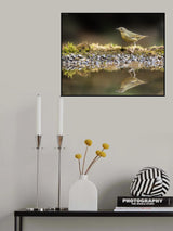Indian Blue  Robin Poster och Canvastavla