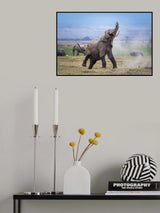 Dancing elephant Poster och Canvastavla