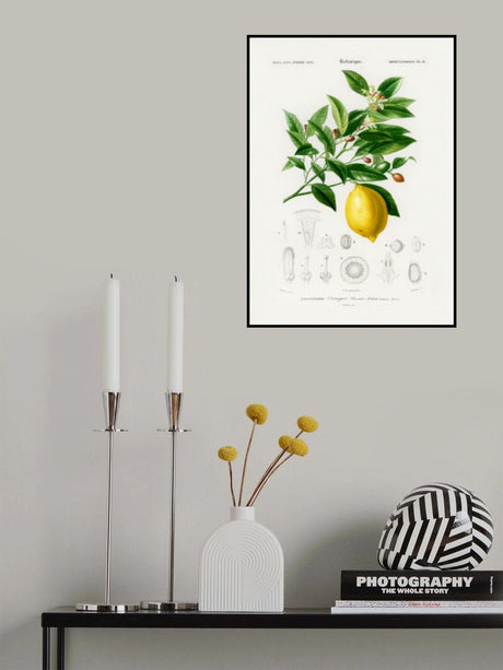 Lemon (citrus Limonium) Poster och Canvastavla