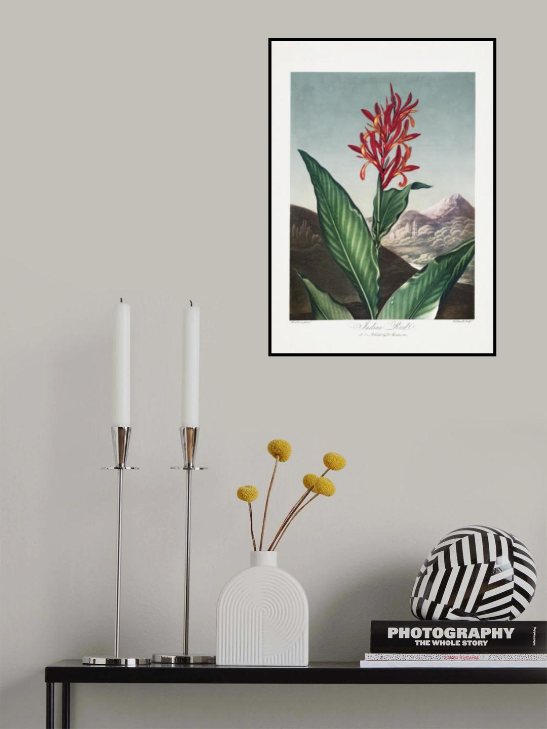 Indian Reed from The Temple of Flora (1807) Poster och Canvastavla