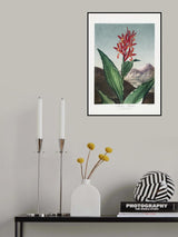 Indian Reed from The Temple of Flora (1807) Poster och Canvastavla