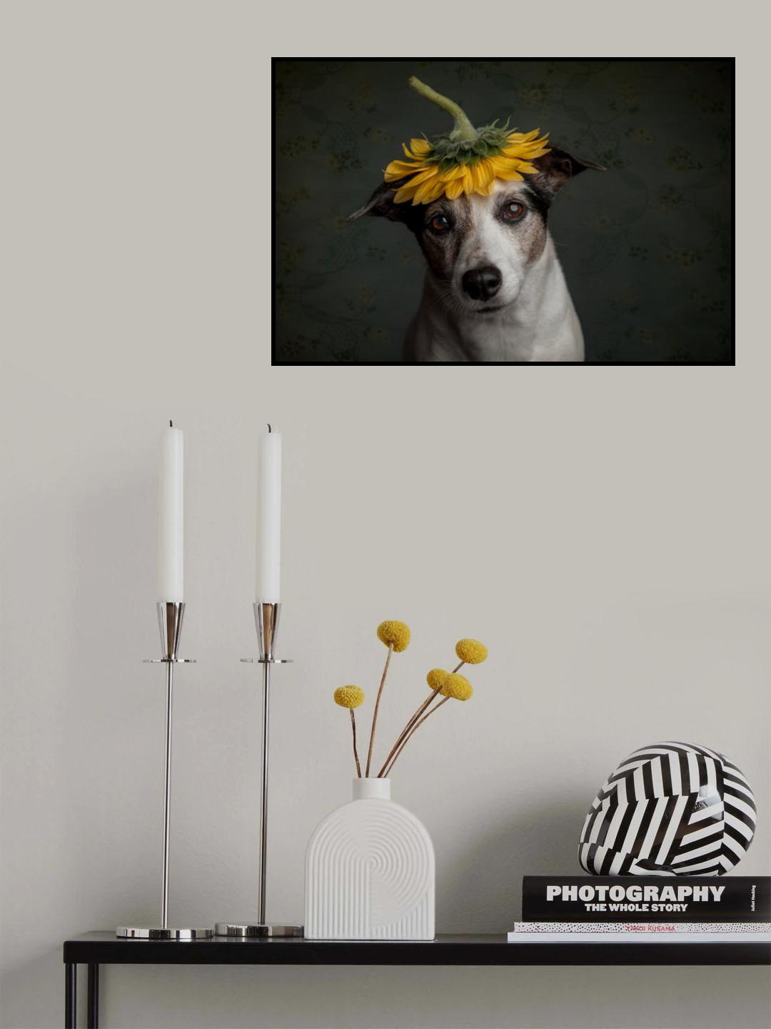 Does she realize she looks like a sunflower.... Poster och Canvastavla