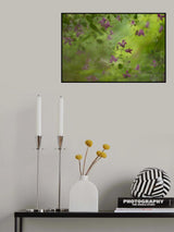 Clematis Poster och Canvastavla