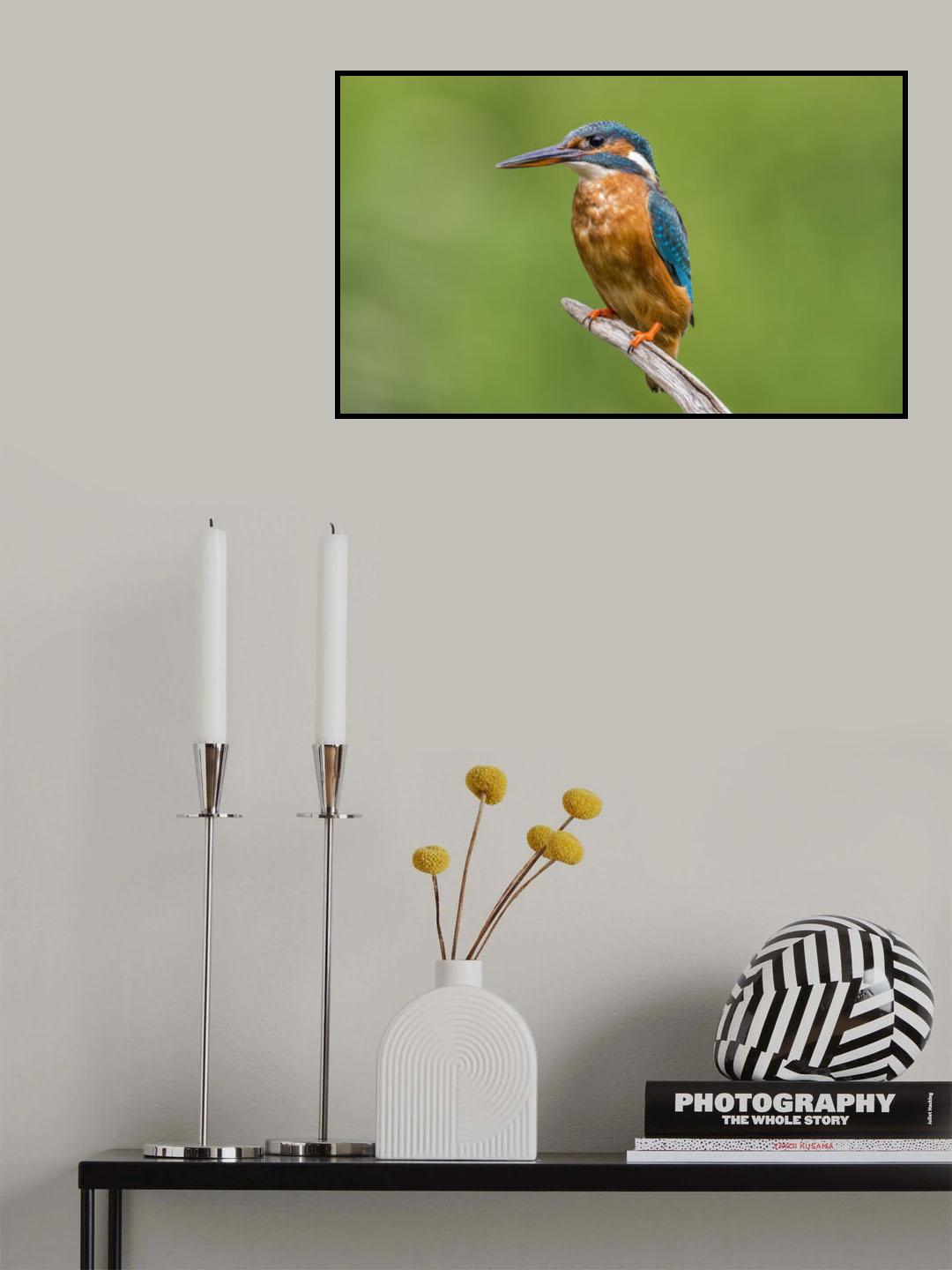 FEMALE KINGFISHER Poster och Canvastavla