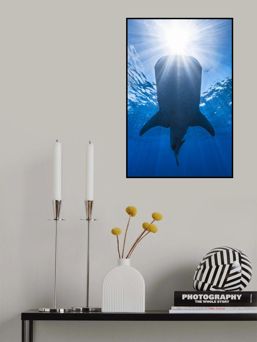 Whale shark and sun Poster och Canvastavla