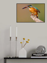 Kingfisher Poster och Canvastavla