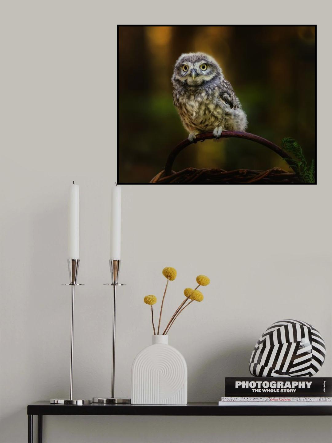Small screech owl Poster och Canvastavla