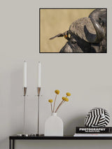 Bison and Oxpecker Poster och Canvastavla
