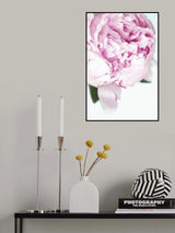 Subdued peony VII Poster och Canvastavla