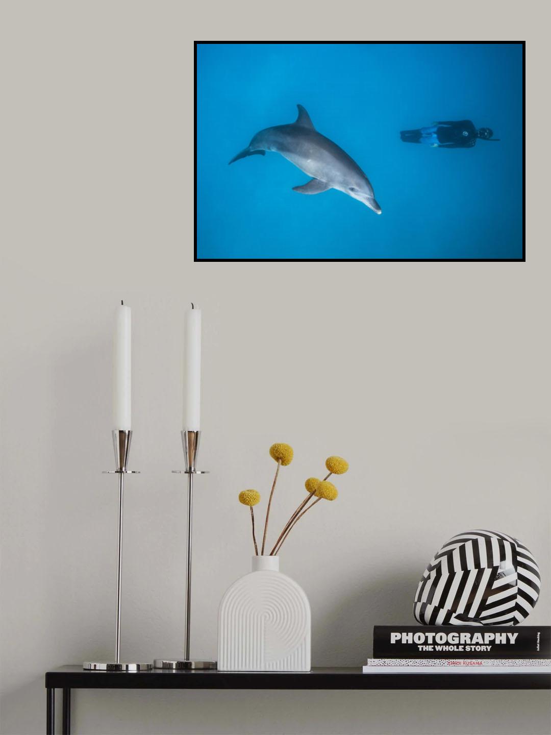 Dolphin and freediver Poster och Canvastavla