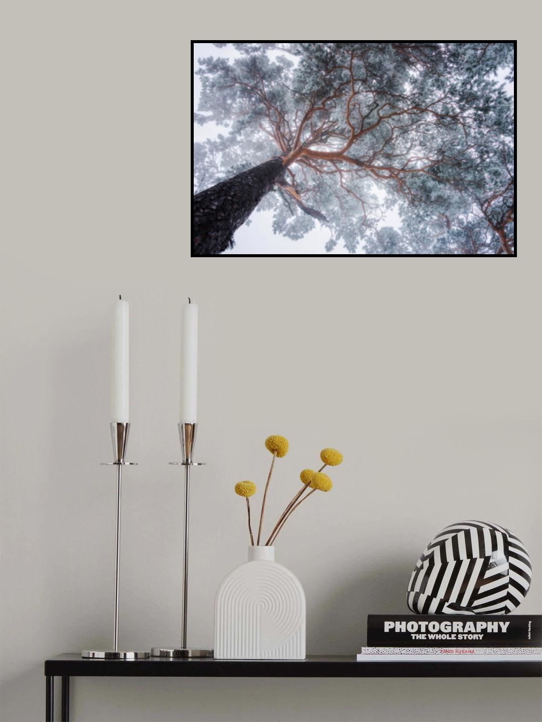 Winter tree lines Poster och Canvastavla