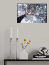 Winter tree lines Poster och Canvastavla