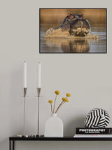 Emerging Hippo Poster och Canvastavla