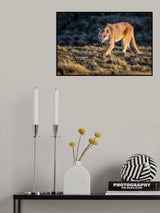 Guanacos for lunch? Poster och Canvastavla
