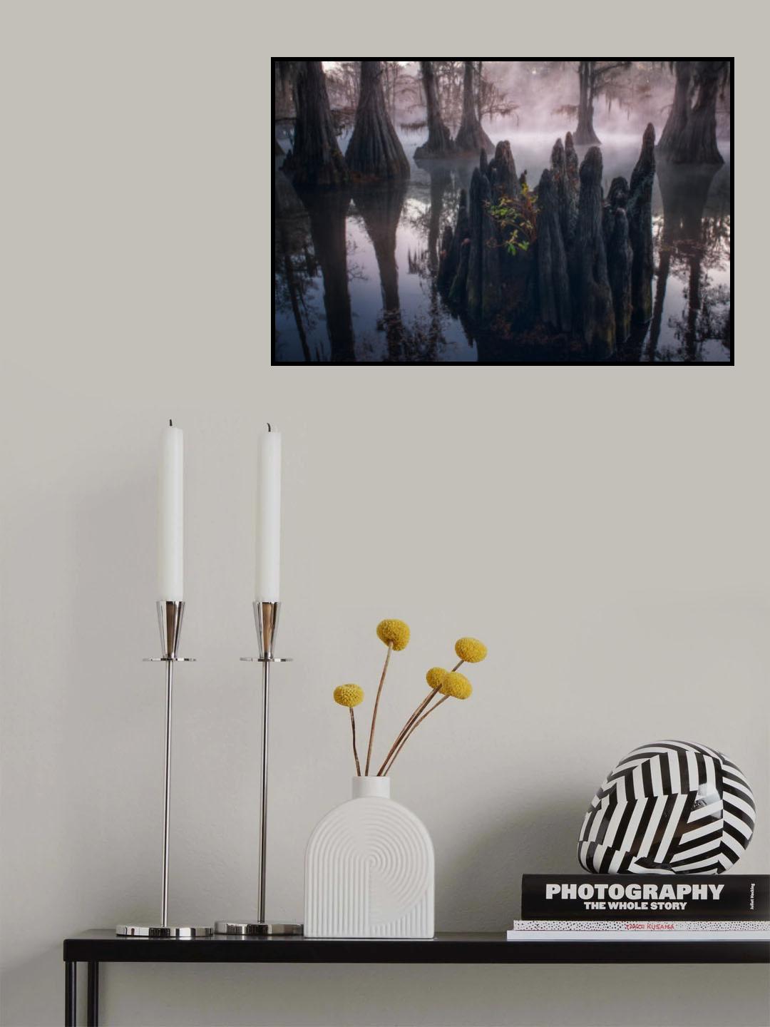 CYPRESS SWAMPS Poster och Canvastavla