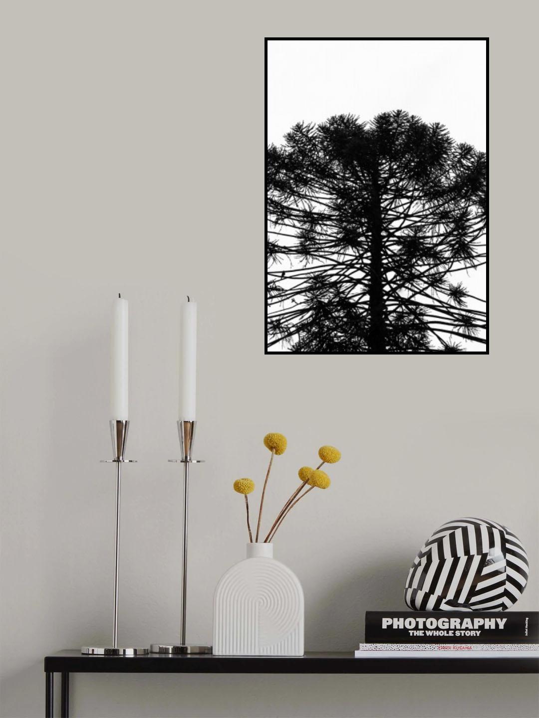 Monkey Puzzle Poster och Canvastavla