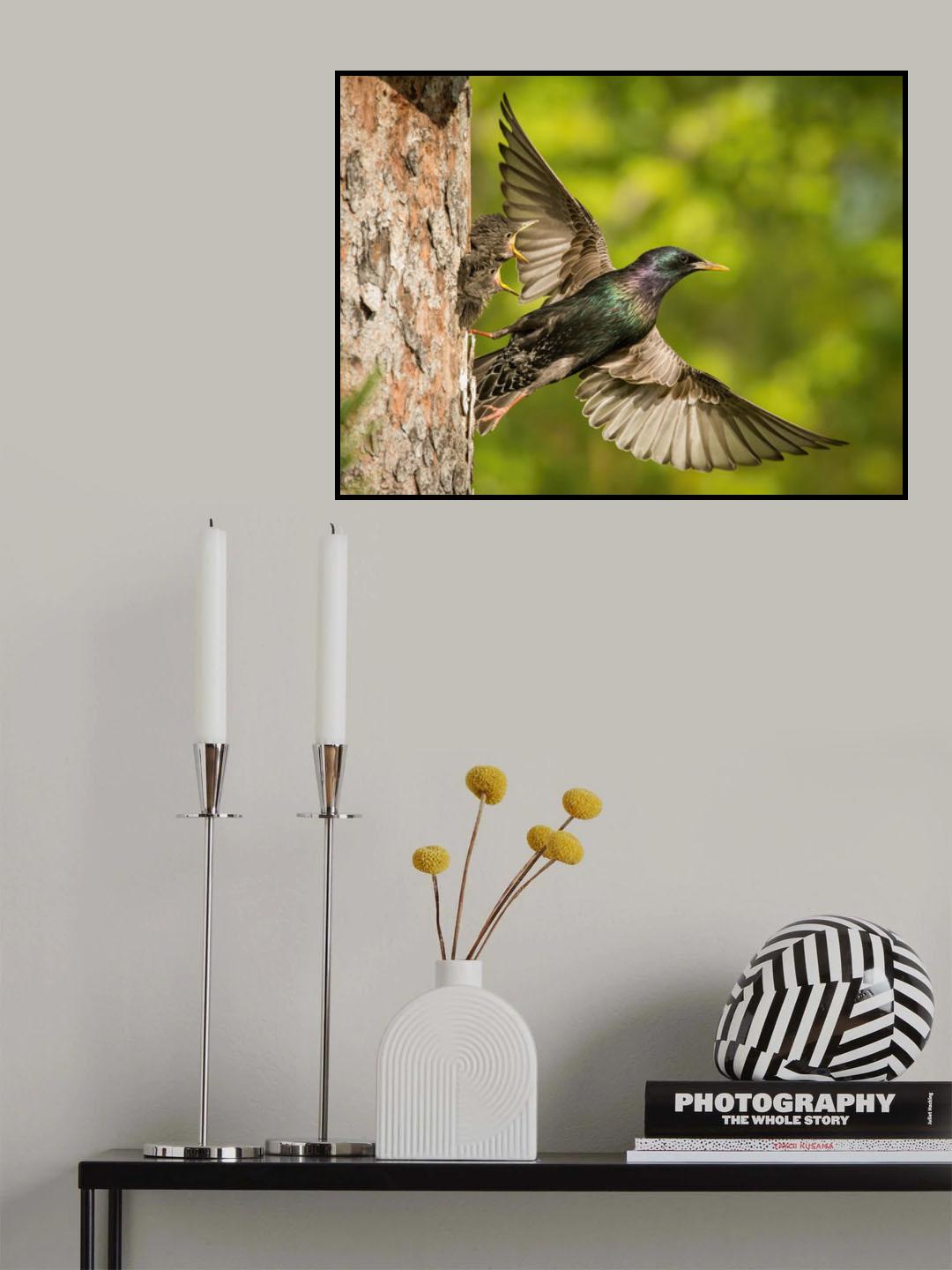 The Common Starling, Sturnus vulgaris Poster och Canvastavla