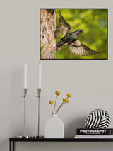 The Common Starling, Sturnus vulgaris Poster och Canvastavla
