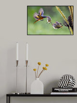 Hungry Poster och Canvastavla