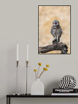 Little Owl Poster och Canvastavla