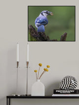 Backyard Bird Poster och Canvastavla