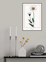 White daisy Poster och Canvastavla
