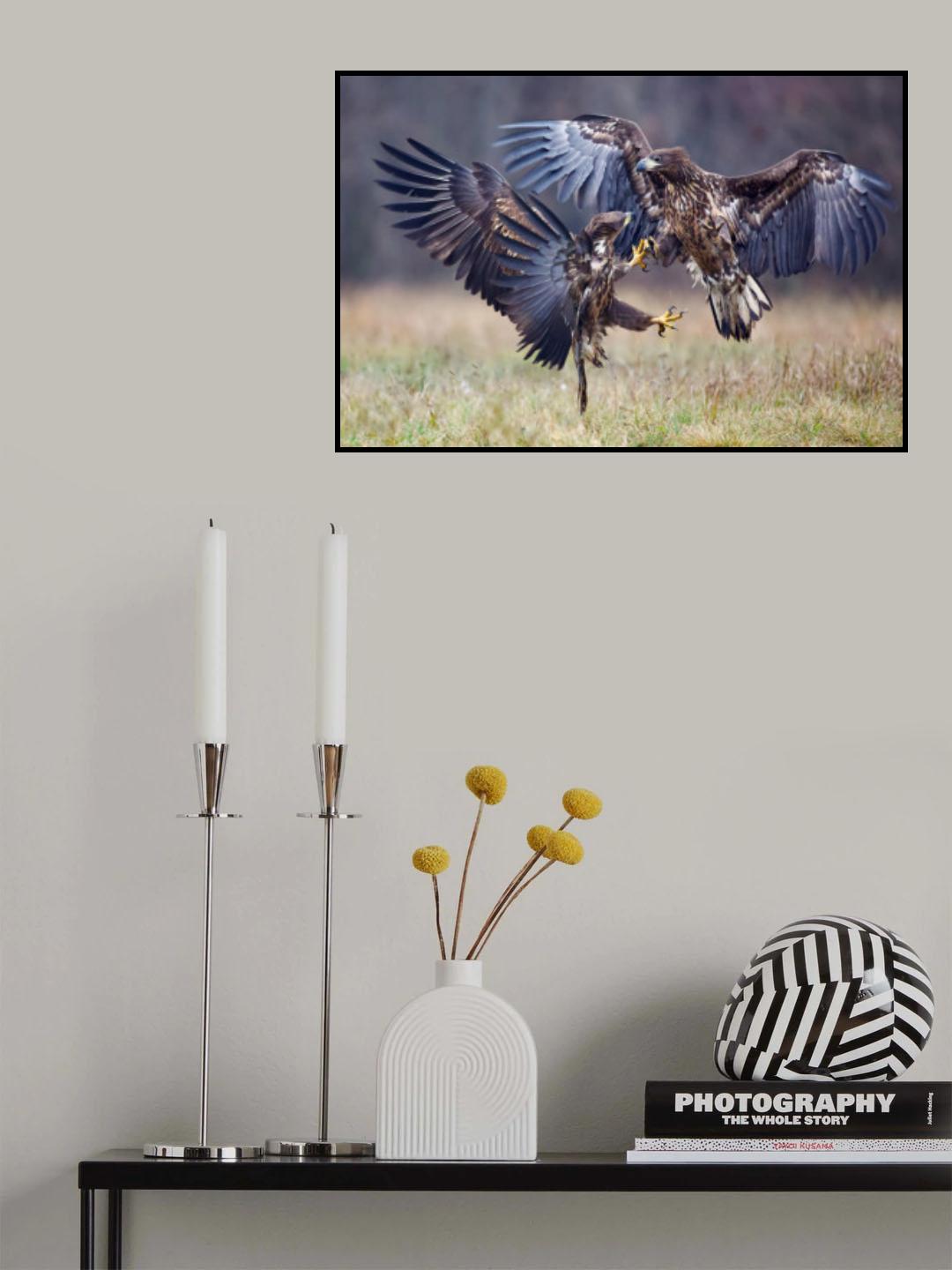 Eagle fights Poster och Canvastavla