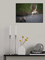 Got Nuts? Poster och Canvastavla