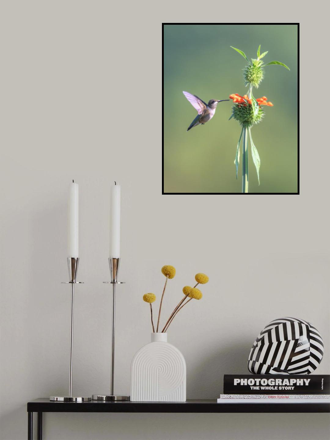 Hummer on Lion's Ear flower Poster och Canvastavla