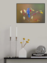 Eastern Bluebird Poster och Canvastavla
