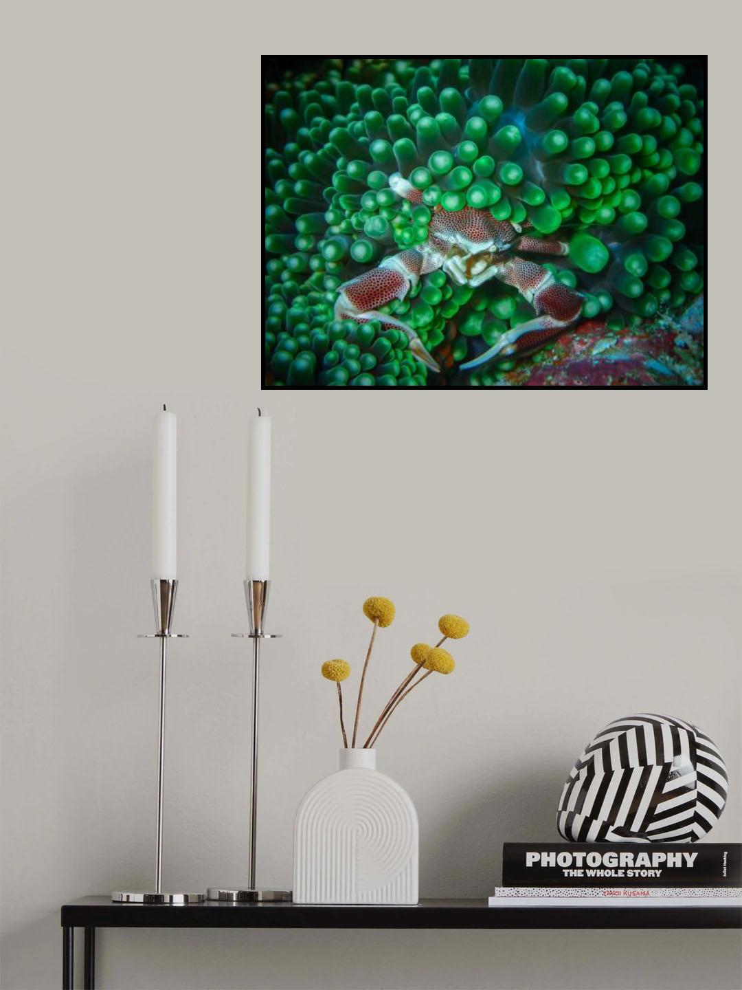 Porcelain Crabs Poster och Canvastavla