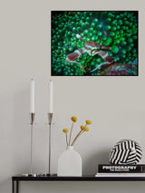 Porcelain Crabs Poster och Canvastavla