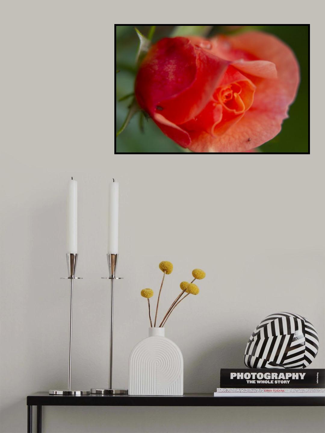 beautiful rose flower Poster och Canvastavla