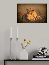 FELINE FAMILY Poster och Canvastavla