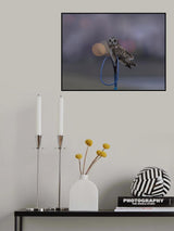 Short-eared owl in dusk Poster och Canvastavla
