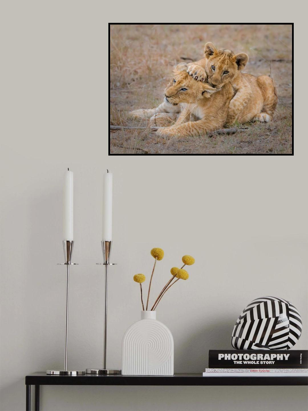 Lovely Cubs Poster och Canvastavla