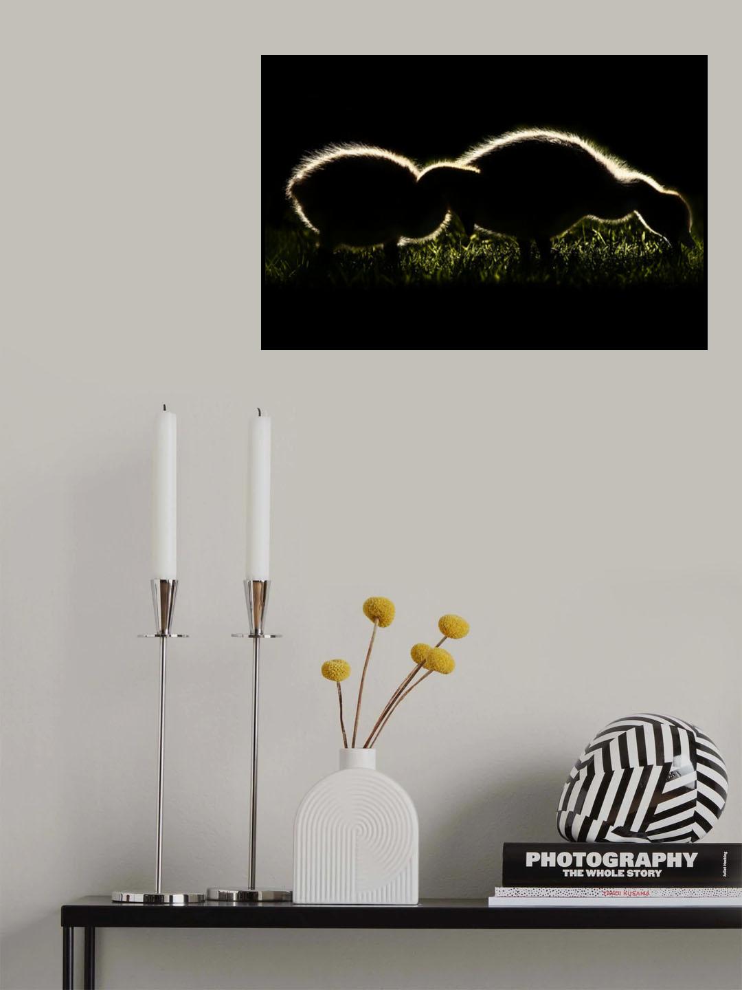 baby geese Poster och Canvastavla