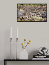 The amazing &quot;great migration&quot; Poster och Canvastavla