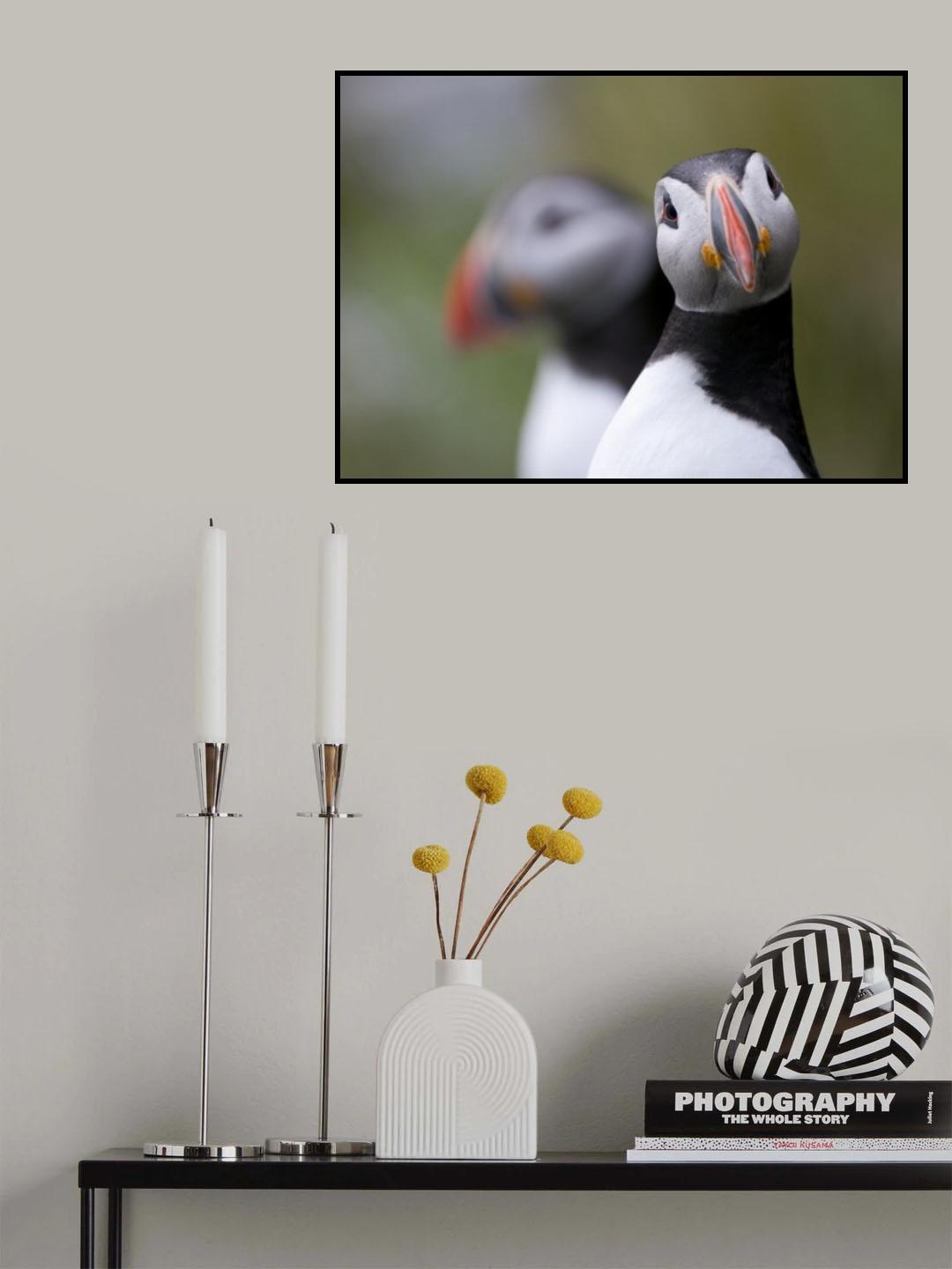 Posing Puffin Poster och Canvastavla