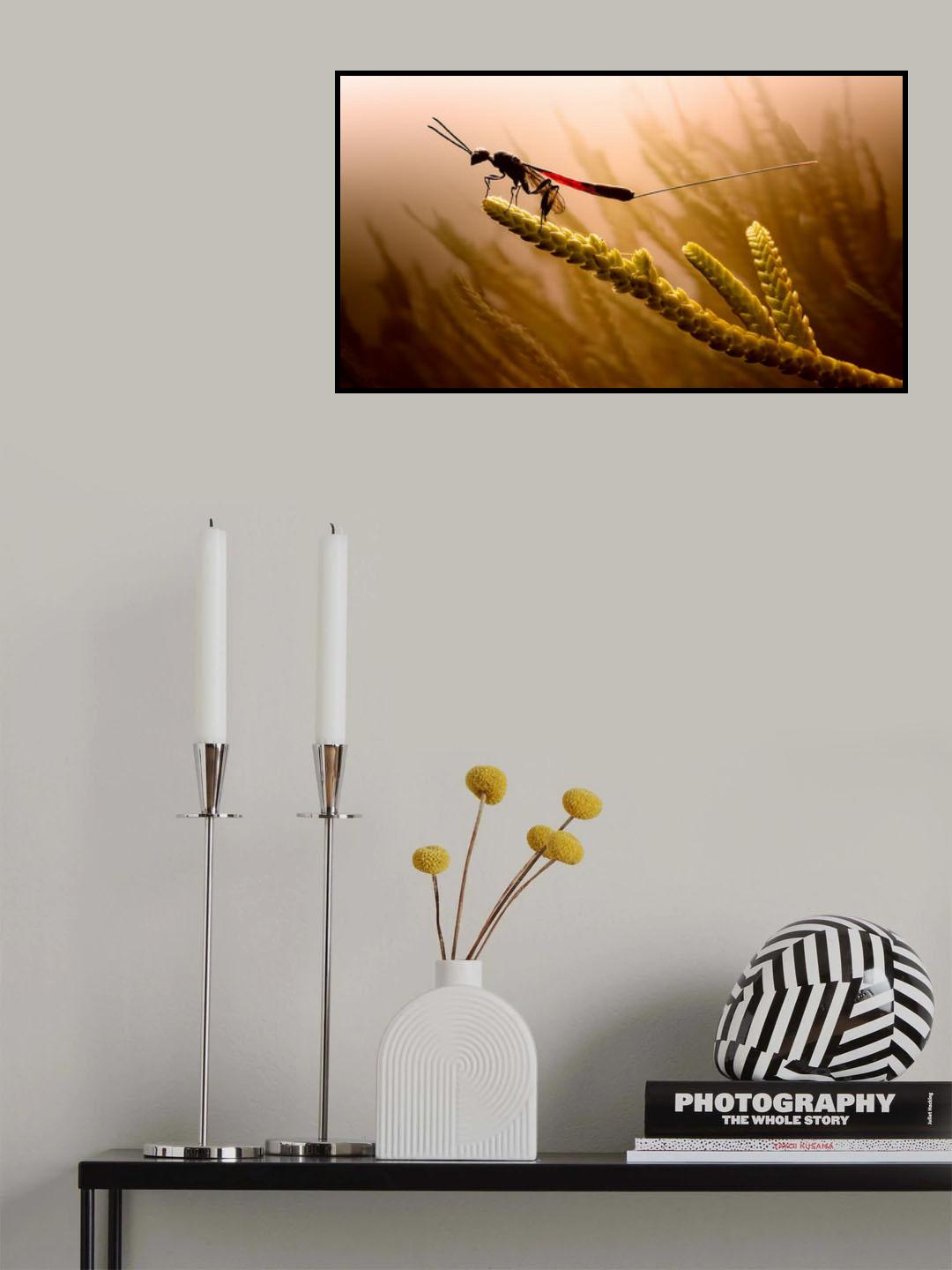 Looking for prey Poster och Canvastavla
