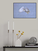 Snowy Owl Poster och Canvastavla