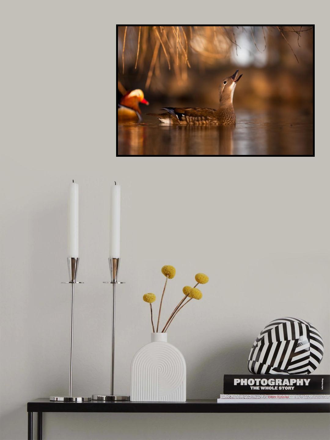 Mandarin duck Poster och Canvastavla