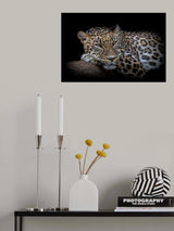 Leopard resting Poster och Canvastavla